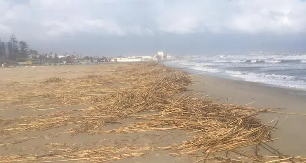 Cagliari. Canne al Poetto: rimuoverle o no? Scoppia la polemica