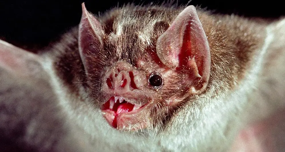 Trasporta pipistrelli fritti in Germania, 31enne rimpatriato in Italia