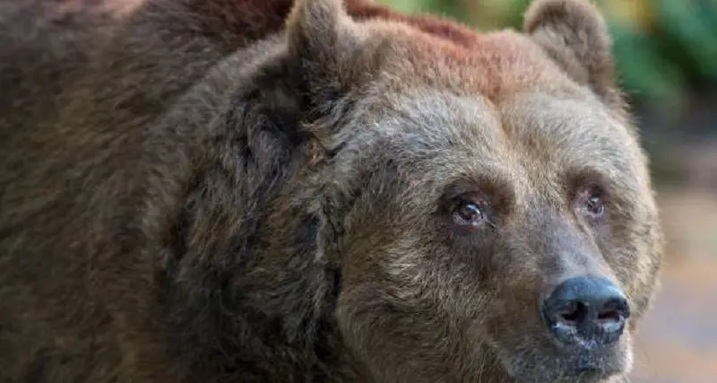 L'orso piomba in giardino, l'incontro a sorpresa