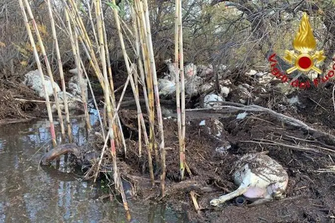 Gregge travolto dall\\'acqua della diga a Torp\\u00CB