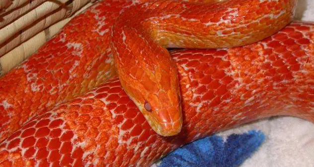 Sassari. Un serpente americano nei cantieri della fibra ottica