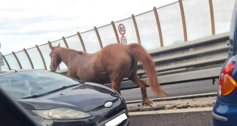 Napoli, cavallo al galoppo in Tangenziale