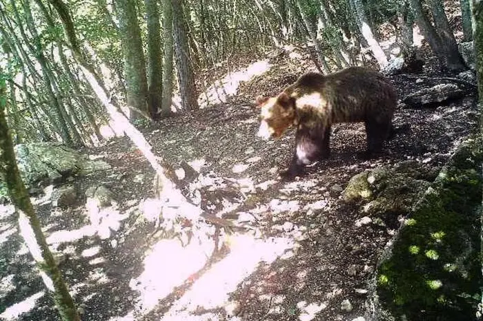 L\\'orso M49 immortalato da una foto trappola durante la sua fuga. L\\'orso era stato catturato e richiuso nel recinto del Casteller, da cui si \\u00C3\\u00A8 per\\u00C3\\u00B2 allontanato, Ternto, 16 luglio 2019. ANSA/ US PROVINCIA AUTONOMA DI TRENTO +++ NO SALES - EDITORIAL USE ONLY +++