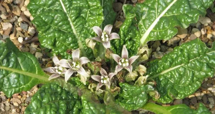 A Carbonia due donne intossicate dalla mandragora