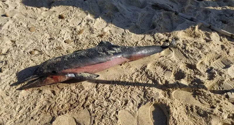 Delfino trovato morto sulla spiaggi a di Costa Rei