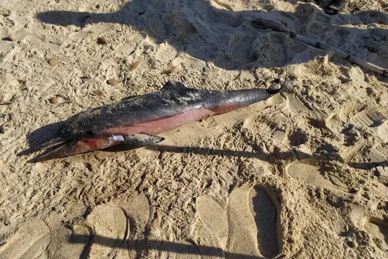 Delfino morto in spiaggia a Costa Rei 