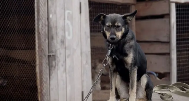 Rubava i cani ai cacciatori e li incatenava in spazi angusti: condannato a 3 anni e 4 mesi