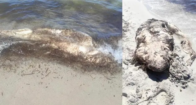 Alghero. Carcassa di uno squalo sulla spiaggia di Maria Pia
