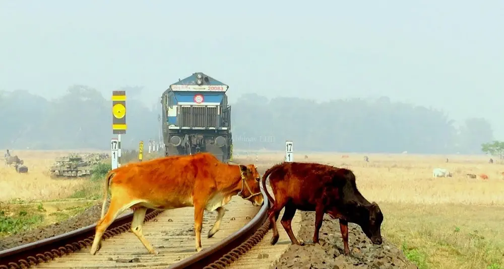 India, fa pipì sui binari: mucca colpita da treno lo uccide