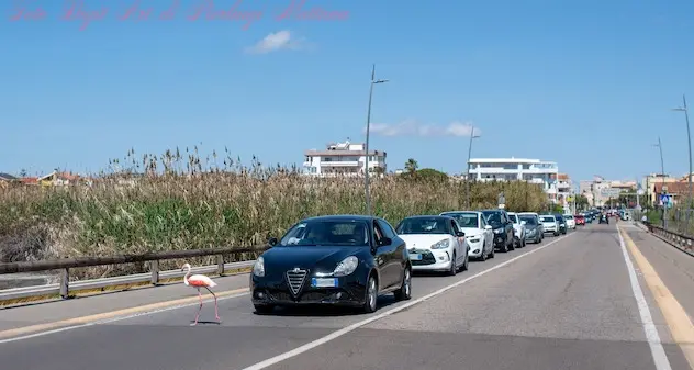 Fenicottero “indisciplinato” blocca il traffico a Quartu