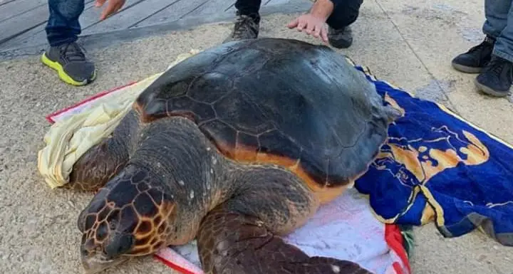 Asinara. Salvato un esemplare di caretta caretta