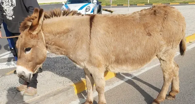 Ritrovato l'asino rubato a Porto Torres: vagava per Alghero