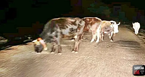 Corriere contro mucca: ancora animali vaganti sulla 389