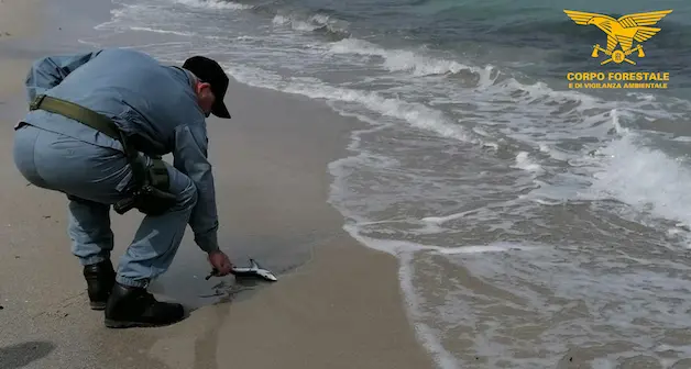 Calasetta. Squalo spiaggiato partorisce 20 cuccioli e muore