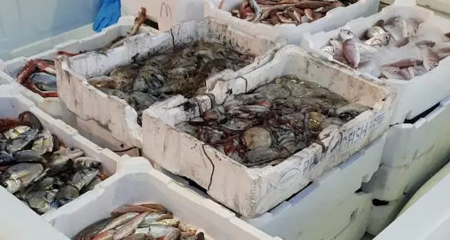 Sequestrati 2 quintali di pesce: scaduto, sotto misura e senza tracciabilità