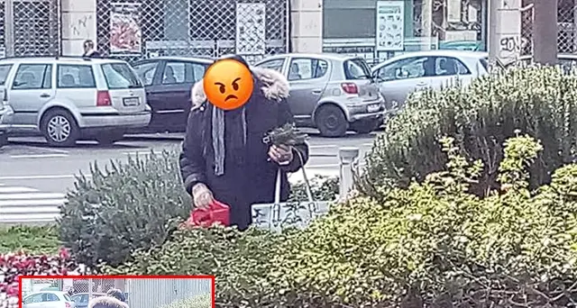 La ladra delle piantine torna nuovamente in azione. Dopo le fioriere, ora anche nelle aiuole comunali del Parco della Musica