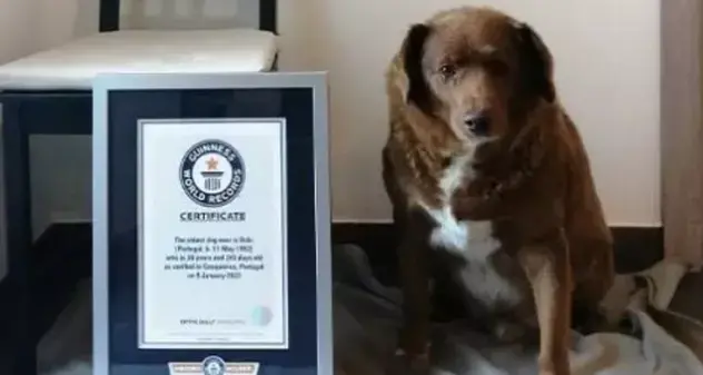 Con i suoi 31 anni è il cane più anziano del mondo: Bobi nel Guinness World Records