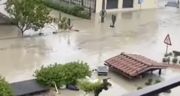 Cesena, il pianto disperato del gatto intrappolato dall'acqua