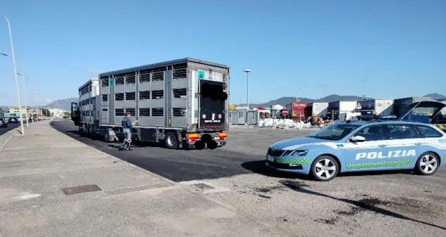 Controlli sulla Sassari-Olbia su trasporti di prodotti alimentari e animali vivi: multe per oltre 13mila euro