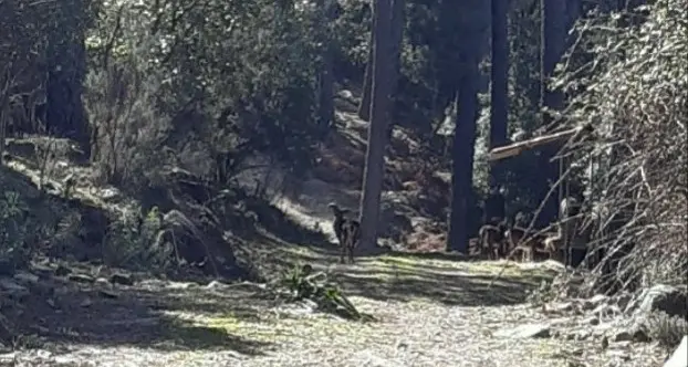 La Forestale libera un muflone sul Limbara
