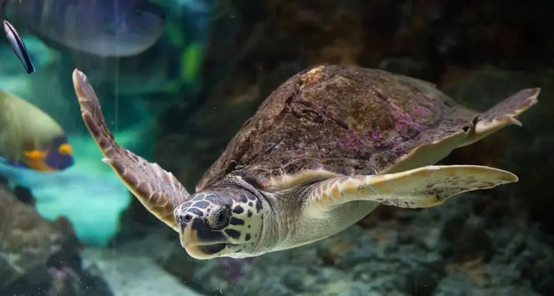 Golfo Aranci: tartaruga Caretta caretta in difficoltà salvata dalla Guardia costiera