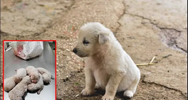 Orrore sulla 131, cuccioli chiusi dentro un sacco e lanciati in mezzo alla carreggiata