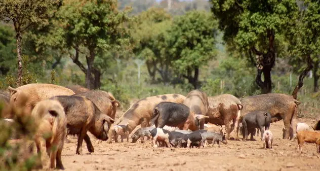 Peste suina, in Sardegna aumentano le aree senza restrizioni