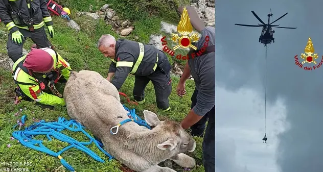 Mucca scivola in un dirupo nel Gennargentu, soccorsa dopo caduta