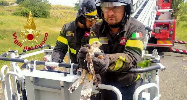 Gheppio impigliato su un albero salvato dai Vigili del fuoco sulla vecchia 131