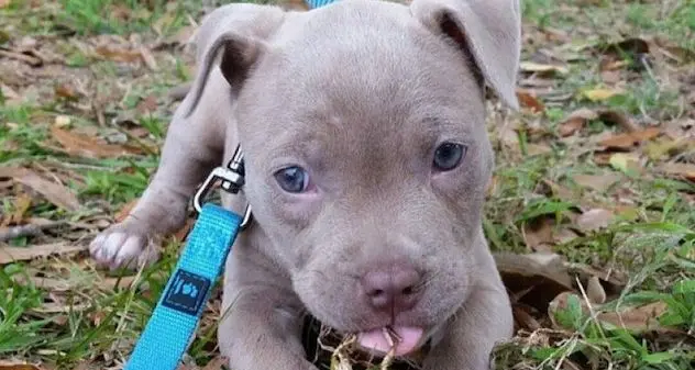 Abbandona il pitbull in un canile e lascia un biglietto: “Tenetelo voi così papà smette di maltrattarlo”