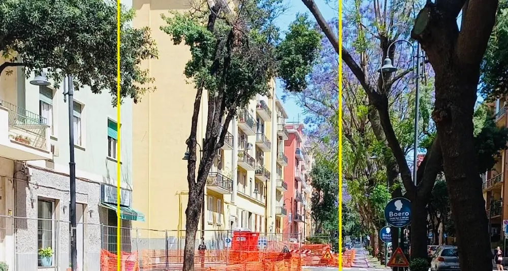 Cagliari, 14 prunus pissardi sostituiranno altrettanti alberi a rischio schianto