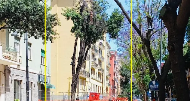 Cagliari. In via Dante saranno sostituiti 14 alberi a rischio schianto