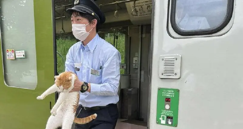 Giappone, gatto \"clandestino\" a bordo: treno in ritardo di 30 secondi