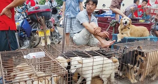 Coronavirus. La Cina rivede il regime alimentare e impone il divieto di consumo di carne di cane e gatto