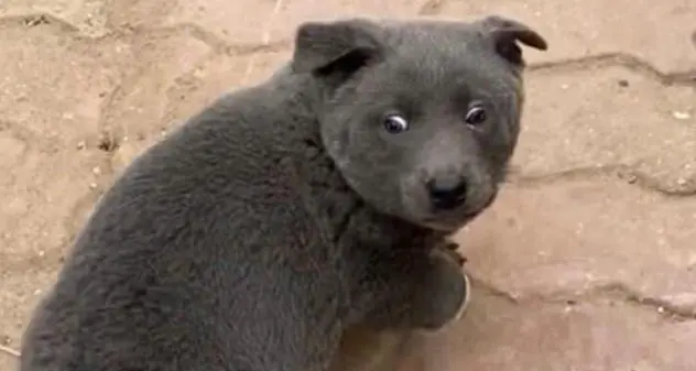 Sembra un mix tra un orso e un gatto ma è un cane. Il cucciolo che sta facendo impazzire il web