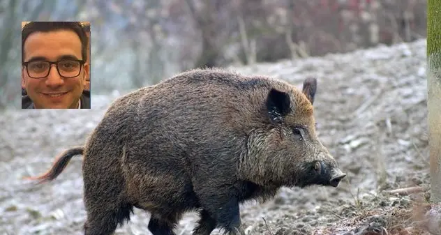 Via libera al “Piano di riduzione dei danni legati alla presenza del cinghiale nell’area di Is Arenas”