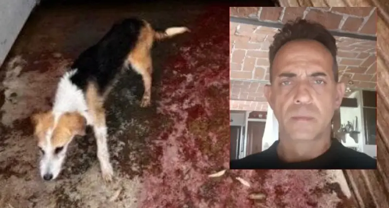 “Chiediamo la chiusura del canile di Nuoro”: raccolte 39mila firme