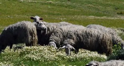 Ottana. Pecore nere, la Coldiretti: \"Chi ha inquinato paghi\"