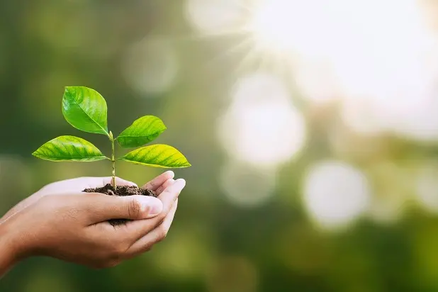 hand holding young plant on blur green nature. concept eco earth day