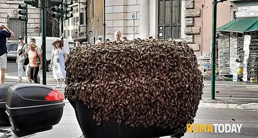 Sciame d'api sul bauletto di una moto in pieno centro a Roma