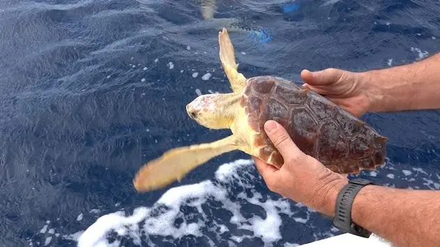 Arbus, iberata \"Lady Gaga\": Caretta caretta salvata dai rifiuti plastici torna in mare