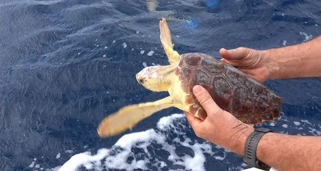 Il Parco dell'Asinara libera la tartaruga Carletto