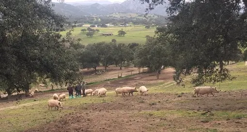 Suinicoltura. Coldiretti Sardegna forma gli allevatori