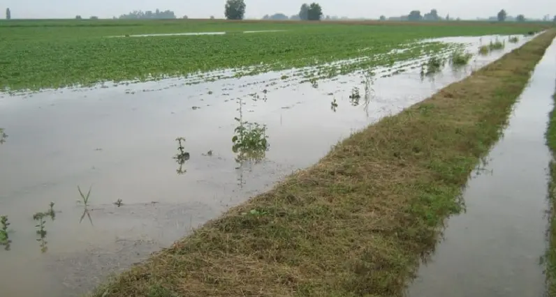 Maltempo, danni alle aziende agricole: attivo il servizio di segnalazione online