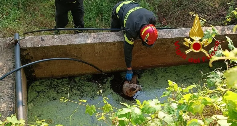 Cagnolino caduto nell'acqua in difficoltà: intervento dei Vigili del fuoco nell'Oristanese