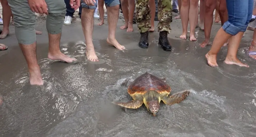 Caretta caretta liberata al Poetto. \"Difficoltà di immersione a causa della plastica ingurgitata\"