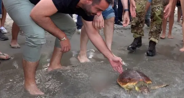 Tartaruga ferita a maggio liberata in mare al Poetto