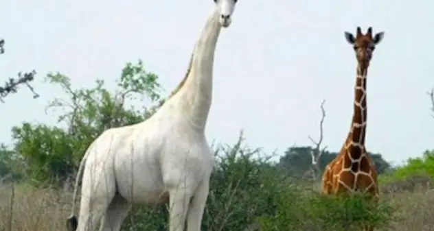 Kenya, uccise dai bracconieri due rare giraffe bianche. \"Forse resta un solo esemplare maschio al mondo \"