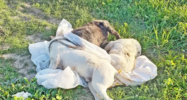 Scoperta shock, 3 cani morti avvolti in un telo e abbandonati in campagna