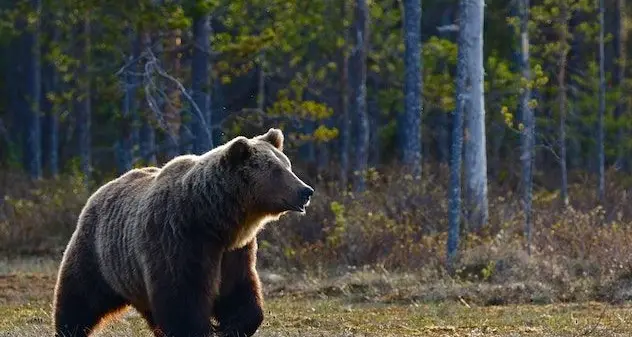 Gli orsi Jj4 e Mj5 sono salvi, il Consiglio di Stato accoglie il ricorso degli animalisti